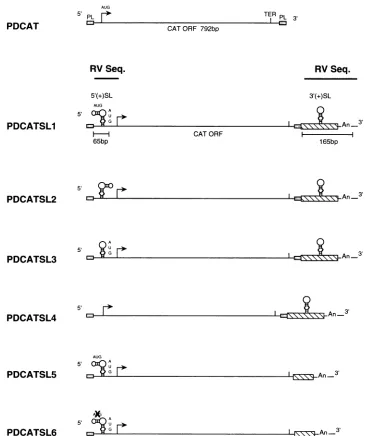 FIG.1.5'genomicsequences.containsAUGsisoutand(PD5) the 65 Schematic representation of RV/CAT chimeric constructs