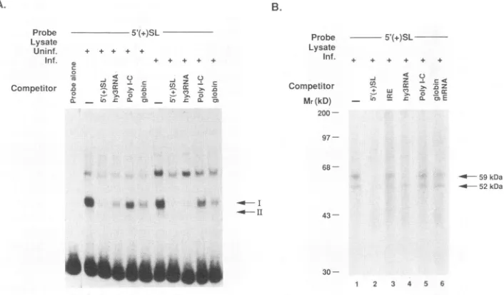 FIG. 4.52-kDa5'(+)SLofprocedures,aat2])7(lanes 6% to the cytosolic Specific binding of cytosolic protcins to the RV-encoded 5'(+)SL RNA