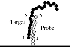 FIG. 1. A schematic of a target molecule binding to an N-segment long“end-type” probe molecule tethered to the surface.