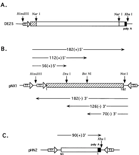 FIG.1.thisendpoly(A)denotesequencesfromsentShaded(large Schematic diagrams of the structures of plasmids used in study