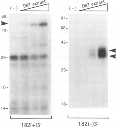 FIG. 4.numbersproteinUVandRNAs,12.5%182(182(+)5' UV cross-linking of RNA-protein complexes