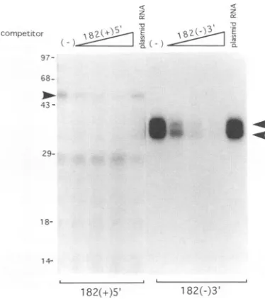 FIG. 6.Arrowheadsstandardsamounts Mapping of the binding sites of cellular proteins on 5'-end-positive-strand (A) and 3-end-negative-strand (B) MHV RNAs