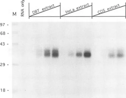 FIG. 8.extractsstandardsfrom UV cross-linking of 182(-)3' RNA to cellular extracts different cell lines