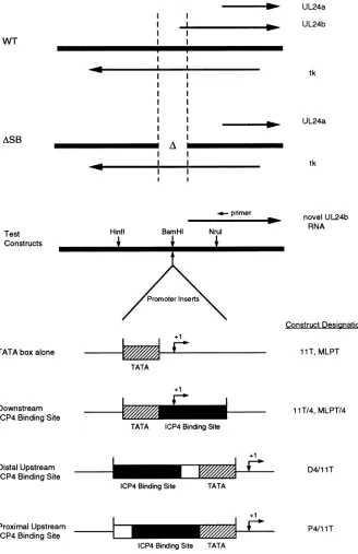 FIG.1.orCorrespondingof(UL24b) novel downstream Experimental design. The ASB deletion removes 200 nt of tk coding sequences and the promoter for the larger UL24 transcript and is spanned by a BamHI linker
