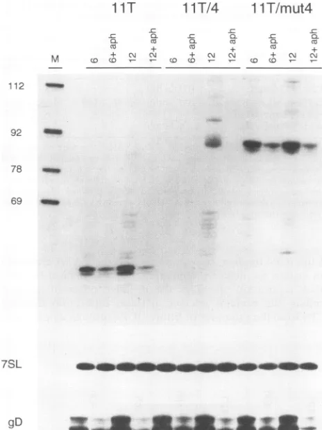 FIG. 5.HpaIIcontinuously.Ad2celldescribedareand(aph) Effects of an ICP4 binding site placed downstream of the MLP TATA element