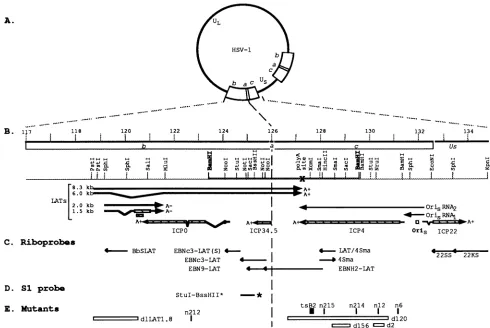 FIG.1.a,cis-actingshortunitssequencesrepeat(1.5-riboprobesandnonsense(D)mutations and Physical map of the internal repeat region of HSV-l DNA
