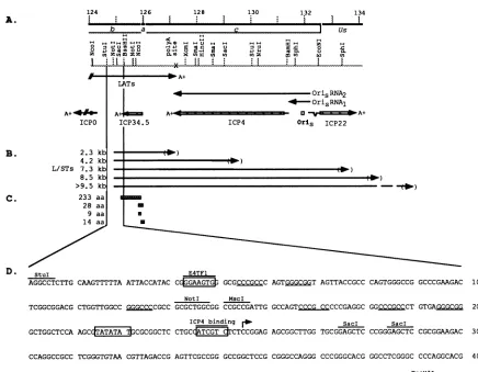 FIG. 9.beenthetranscriptionOriSlocationsaa,site233-amino-acid Expanded physical map of the region of HSV-1 DNA encoding the L/STs