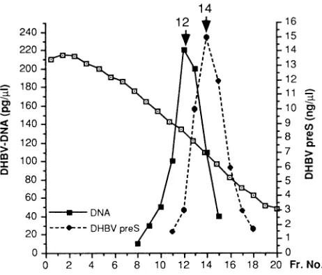 FIG.1.serumfordeterminedDHBV Partial separation of DHBV virus and SVPs from duck by sucrose density gradient sedimentation