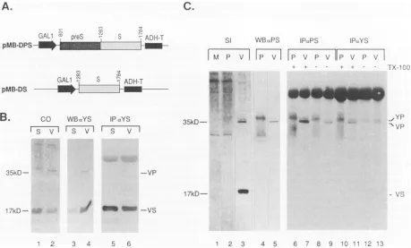 TABLE 1... Influence of DHBV SVPs................... on DHBV infectivity'