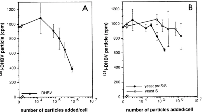 FIG. 7.cell-associatedserum-derivedparticle)mean Physical binding of hepatocytes by SVPs