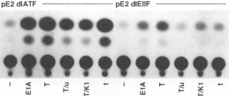 FIG. 4.werewereplasmidsfectedcontaineda wild-type CAT activity of E2 promoter mutants