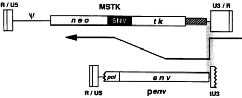 FIG. 5.vectorThecorrespondsends,sized,binedonlydeterminedtruncatedtionlatedmRNAsR, U5, Model for the generation of mutants with deletions com- with insertions of MoMLV env sequences