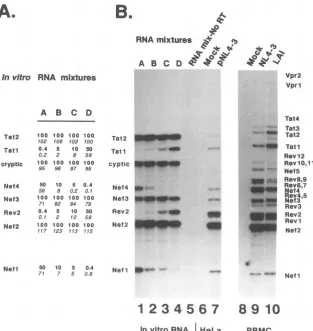 FIG. 3.surrounding Location of SA4c, a new SA site for rev and vpu/env mRNAs. Shown is alignment of nucleotide sequences of several HIV-1 isolates the new SA site for rev and vpu/env mRNAs, SA4c (adapted from Myers et al