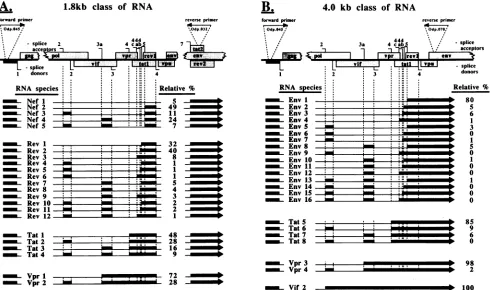FIG. 5.werepNL4-3outlinedSDdinucleotidesindicate Base substitutions introduced into SD and SA motifs of the proviral clone of HIV-1
