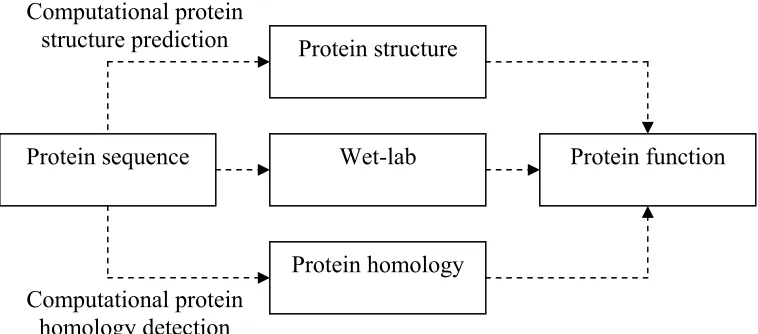 Figure 2.2: Three different ways of inferring protein function from the protein 