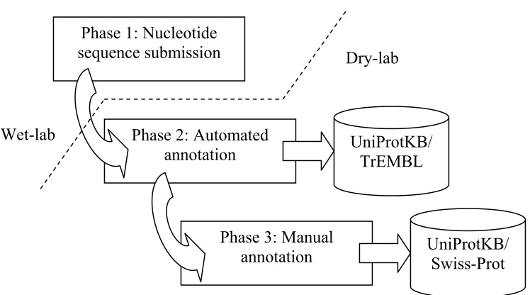 Figure 2.3: Phases of protein sequence annotation in the UniProt. 