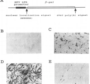 FIG.1.aminotransfection(E)nucleusrepresents (A) Schematic diagram of plasmid pHSRV5LG