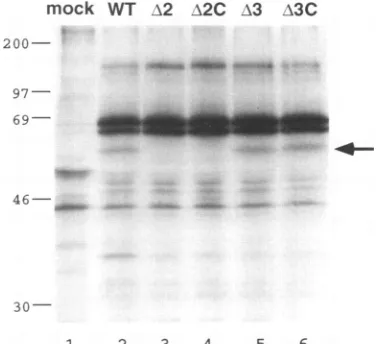 FIG. 3.TAGindicatereading Properties of the bel2, bet, and bel3 mutants. Letters a to e the positions of the translation stop codons inserted into each frame of bell genes