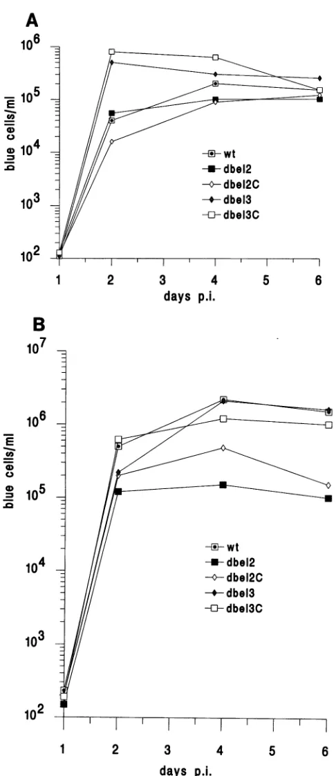FIG.._another,herethetheircell-freeofcells 0.03. 5. Growth of wild-type and mutant HFV in HEL cells
