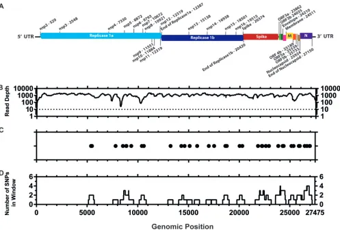 FIG 3 Distribution of consensus-level mutations across the M41-CK genome. (A) Genetic map of M41-CK consensus sequence (GenBank accession numberMK728875genome