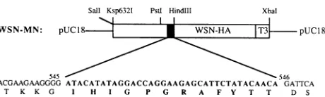 FIG.1.boxbacteriophagederivedquenceformingfacethetionHIV-1/MNinserted Plasmid pWSN-MN, expressing the V3 peptide