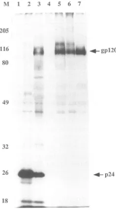 FIG. 2.determined Reactivities of mouse sera to the synthetic by radioimmunoassay. (A) Binding of sera