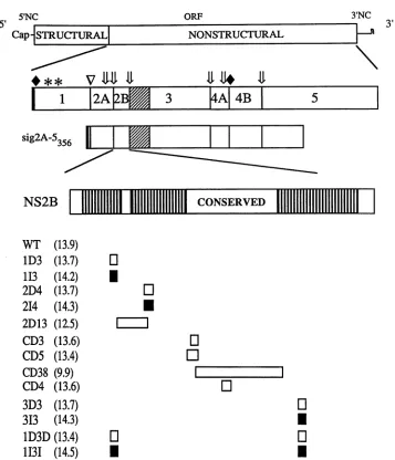 FIG.1.withinThethetrianglestripedPutative Schematic of the YF genome, nonstructural polyprotein, the sig2A-5356 construct, and the NS2B protein with the mutations engineered this protein