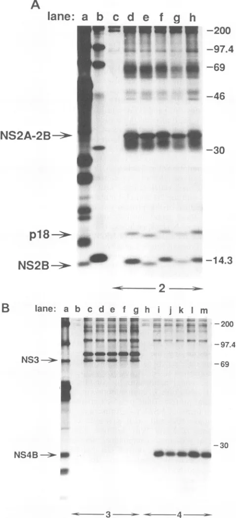 FIG. '4C-labelled high-molecular-weight proteins, are on the right. (A) NS2B-specific sidetermined to  ImmunoprecipitatesfromSizes PAGE,dicated YF-12% transfections the nonstructuralnoprecipitatedproteinsbottom).antisera followedwith mouse  orhyperimmune b