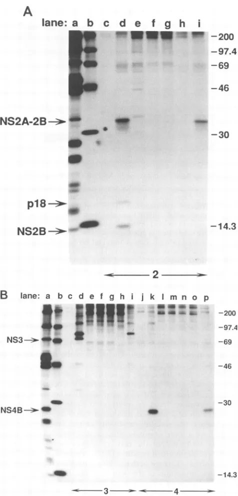 FIG. 4.CD5;proteins;a,CD38;transfectedmutationsYFtheford, YF wt; Transient expression of sig2A-5356 polyproteins containing in the NS2B conserved domain