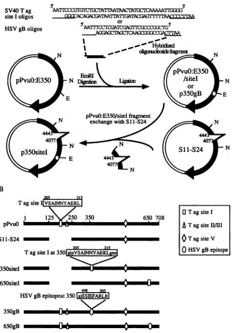 FIG. 2.presscellsenhancedconjugateddetectedbraneThekDaprecipitated Levels of T-antigen expression in immortalized cell lines