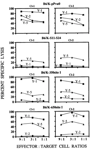 FIG. 3.cellcellsclone.CTL350 Effect of translocation of SV40 T-antigen site I to positions and 650 in T antigen on recognition by the site I-specific CTL B6/K-pPvuO, B6/K-SI -S24, B6/K-350site I, and B6/K-650site I were labeled with 5'Cr and reacted with T