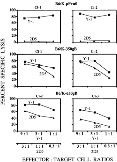 FIG.4.withCTLacid5 h Recognition of the HSV gB epitope expressed at amino positions 350 and 650( of T antigen by the HSV gB epitope-specific clone