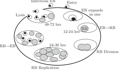Figure 1:Schematic of the Chlamydia trachomatisSerovar D Developmental Cycle.