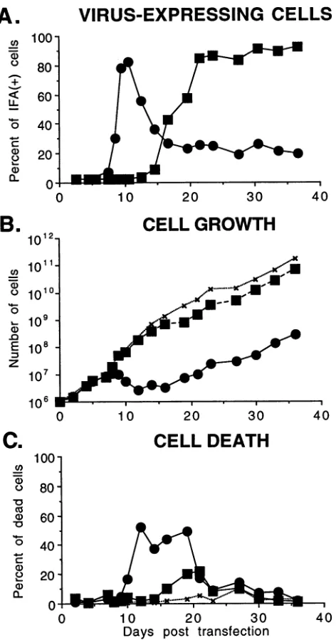 FIG. analysisculturesTemporalcence(C)1.Temporal of pNL4-3- and pHXB-2-transfected H9 (I0 and *, respectively) and uninfected H9 cells (x)