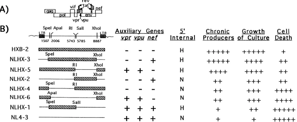 TABLE 2. Summary of data on the NL4-3 mutants