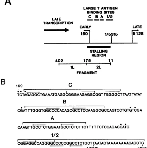 FIG. 1.bindingbindingpentanucleotidetranscriptioneachNucleotideindicatedingnucleotidestalling (A) Locations of stalling-region and large T-antigen- sites on polyomavirus DNA