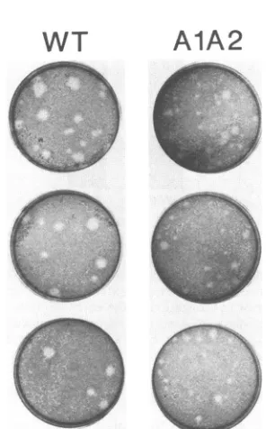 FIG. 9.virus.A1A2mousetheformed Comparison of plaque size of wild-type and mutant viruses