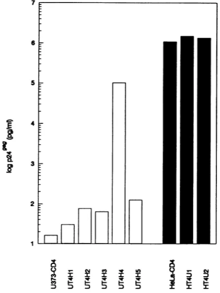 FIG. 6.hybrids(HT4U1 CD4 expression of cell hybrids. CD4- parental cells (thin lines), CD4-expressing parental cells (thick lines), and individual cell (dashed lines) were analyzed by FACS with the FITC-anti-CD4 antibody leu-3A