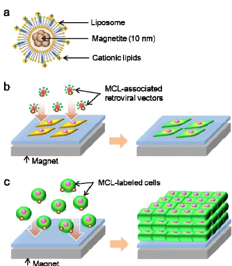 Fig. 1 (a) Illustration of MCLs. Magnetite nanoparticles (10 nm) were Retroviral vector/MCL complexes were attracted toward the cultured cells encapsulated into cationic liposomes