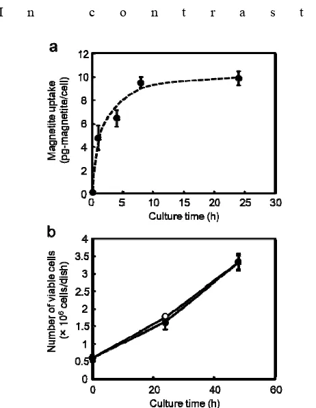 Fig. 2 (a) Magnetite amounts taken up by C2C12 cells after the addition of MCLs (100 pg/cell)