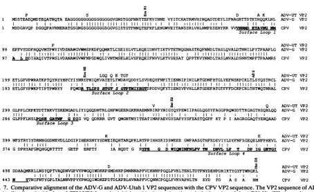 FIG. 7.waswithbyapical Comparative alignment of the ADV-G and ADV-Utah 1 VP2 sequences with the CPV VP2 sequence