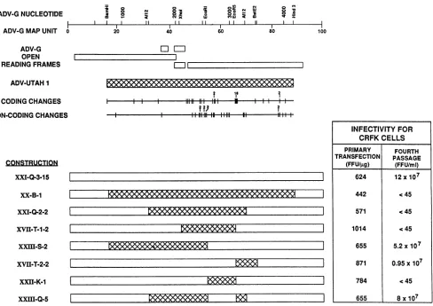 FIG. 1.ADV-Utahofreplication-competentidentifyingcell the Schematic of chimeric ADV plasmids