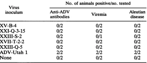 FIG. 2.virioncapsidincubationpolyacrylamidesignalssamplesTheindicated Analysis of CRFK cells infected with replication-competent chimeric ADV viruses