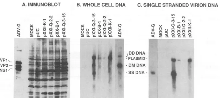 FIG. 3.whole-cellCRFKVP2(previouslysamples Analysis of CRFK cells transfected with replication-competent and replication-defective chimeric ADV plasmids
