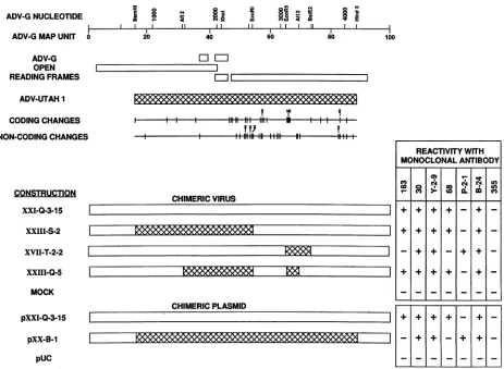 FIG. 4.withADV-Geight-chamberchimeric Reactivities of chimeric ADV viruses and plasmids with anti-capsid protein monoclonal antibodies