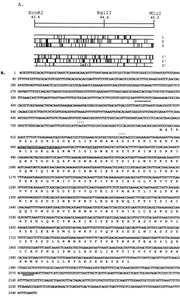FIG. 3.ThedeterminedprimerORF.(A)Northernline.amino Distribution of translational termination codons and sequence of the region from 43.4 to 45.2 mu of AcMNPV, containing lef-3