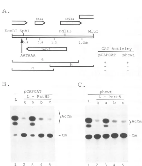 FIG. 4.Schematic Assignment of trans-activati representation of ORFs and