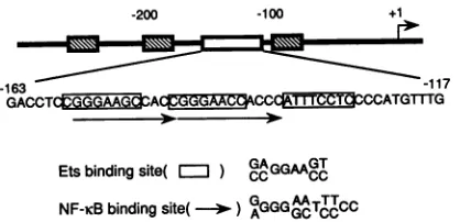 FIG.1.consensusofmarkedof(openan the 21-bp alignment Region responsive to cooperative activation of one copy enhancer in responding to Tax protein