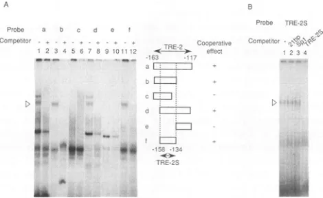 FIG. 4.CATdescribedNF-KB-bindingCAT).site.(TPA+)upstreamKB-binding Comparison of enhancer activities of TRE-2S and NF-sequences