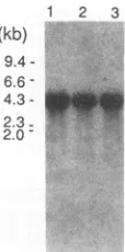 FIG. 9.THP-1differentsizes Expression of THP in various cell lines. Total RNA from cell lines was analyzed by RNA blotting with cDNA of as a probe